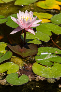 Pink water lily bloom among green pond leaves
