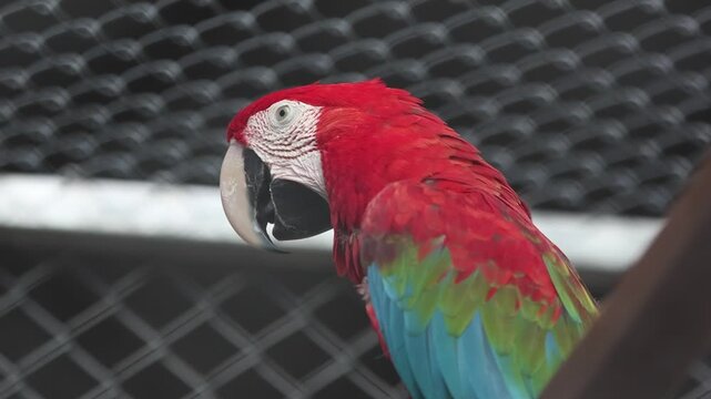 Vibrant Red Yellow Blue and Green Macaw Parrots Perched Together in a Colorful Tropical Wildlife Setting