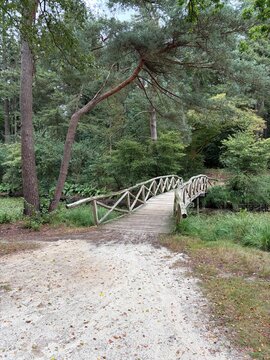 Rustic Wooden Bridge in Gaasterland Forest