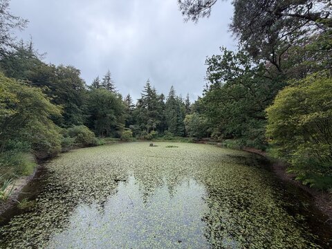 Gaasterland Pond Covered with Lily Pads and Forest