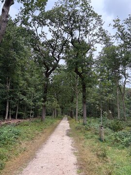 Gaasterland Forest Path Through Tall Oak Trees