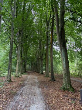 Gaasterland Forest Path Through Tall Beech Trees