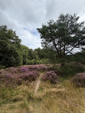 Gaasterland Heathland Trail with Purple Heather
