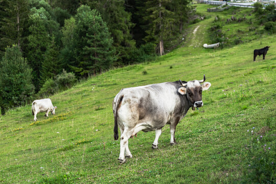 Cow grazing on alpine meadow near village in Dolomites, Italy