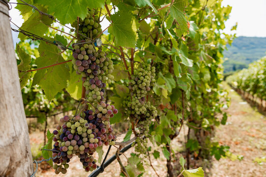 Ripe grape cluster on vine in an Italian vineyard