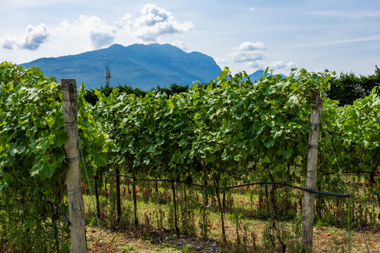 Vineyard grapevines beneath mountain landscape in Italy