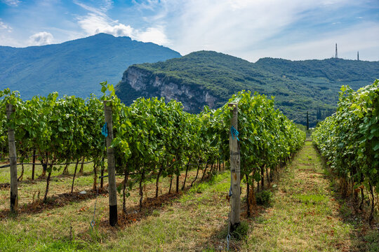 Vineyard rows beneath mountain landscape in Italy