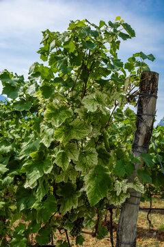Grapevine with unripe grape cluster in Italian vineyard