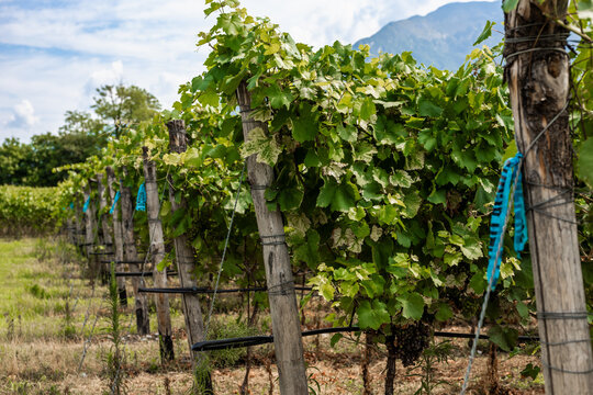 Vineyard with ripe grape vines in rural Italy
