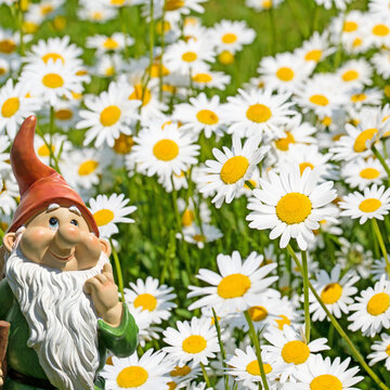 Blooming daisies ,Leucanthemum, in the spring