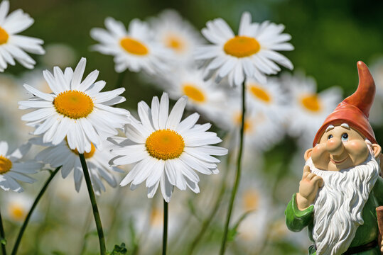 Blooming daisies ,Leucanthemum, in the spring