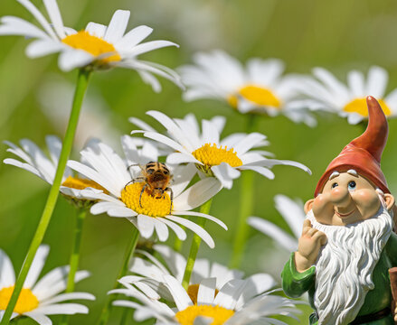 Blooming daisies ,Leucanthemum, in the spring
