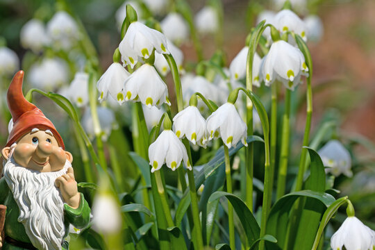 Blooming snowdrops, Leucojum vernum, in the spring