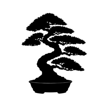 bonsai tree isolated on white background