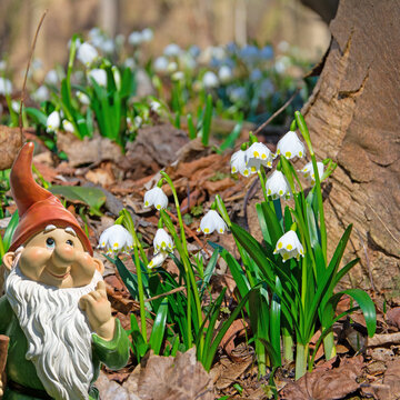 Blooming snowdrops, Leucojum vernum, in the spring