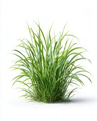 Fototapeta premium A small clump of fresh green grass isolated on a clean white background.