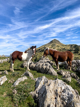 A pinto horse looking toward the camera and a brown draft horse standing near sharp limestone rocks in a high alpine pasture under a clear blue sky.