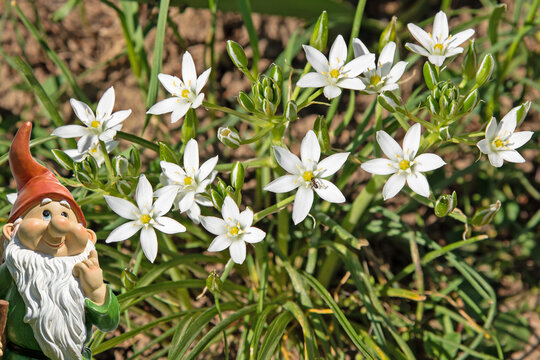 Umbellate Star-of-Bethlehem, Ornithogalum umbellatum, close-up