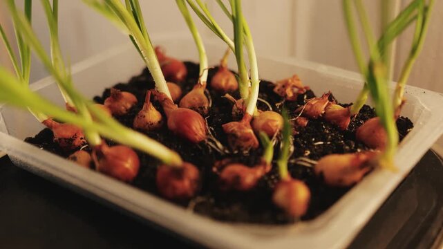 Homegrown green onions developing in a shallow container indoors near a bright window at home.