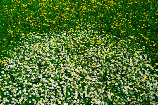 Chamomile grows across lush meadow. Fresh chamomile joins camomile flowers. Chamomile complements daisy wildflowers background. Chamomile enhances chamomilla bloom naturally.