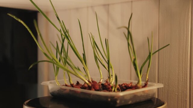 Green onion bulbs producing fresh shoots indoors, creating a small home vegetable garden by a window.