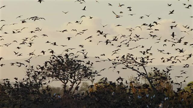 huge flock of ibis, Plegadis falcinellus, gather on their sleeping trees in the evening 142