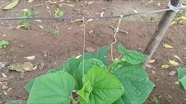 Close-up horizontal shot of cucumber plant tendril coiling tightly around wooden trellis support frame in organic home garden, showcasing natural plant climbing and attachment mechanisms