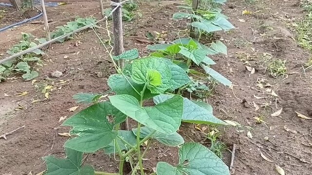 Horizontal alternative angle shot of cucumber plant tendril wrapped around garden support frame, demonstrating botanical climbing mechanics and organic growth in home vegetable garden