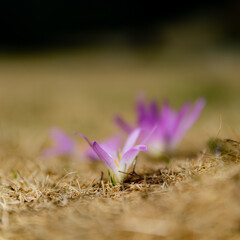 purple crocus flower © bodin yannick photos