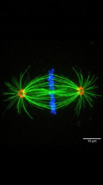 Cell division process showing mitotic spindle structure, fluorescence microscopy visualizing chromosome alignment during metaphase, green microtubule fiber with blue genetic material.