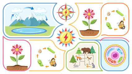 Naklejka premium Educational illustrations of nature and life cycle concepts for children