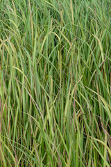 Obraz premium Dense tall green grass blades growing closely together in a field