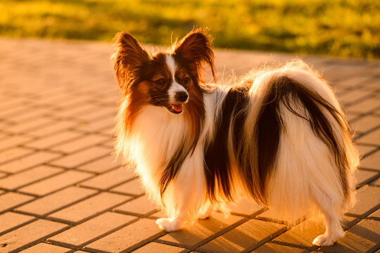 Beautiful Papillon dog walking off leash on park sidewalk at sunset, cute continental toy spaniel exploring outdoor path in golden hour light, pet freedom concept, trust, active companion lifestyle.