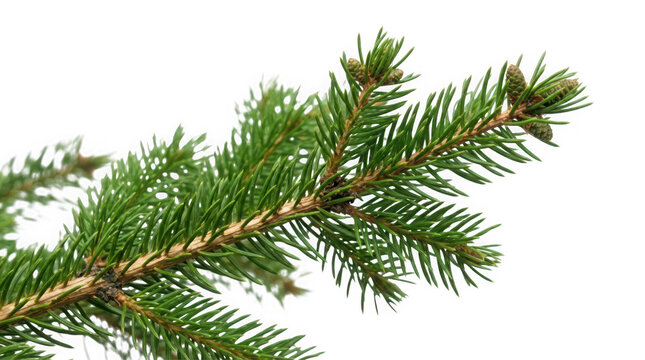 Pine tree branch with needles and small cones during daytime isolated on transparent background