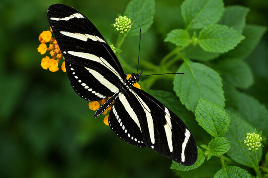 zebra longwing butterfly ai