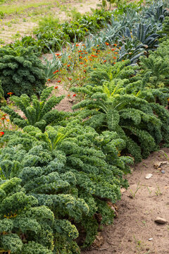 Green and organic kale leaves in a backyard vegetable patch ready for harvest, vertical orientation