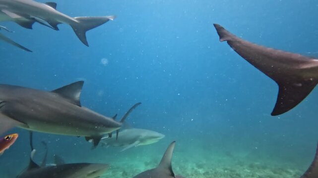 Close up bull sharks with a remora attached to its underside fin swimming among other sharks in the clear blue ocean waters of Fiji, showing marine predator behavior