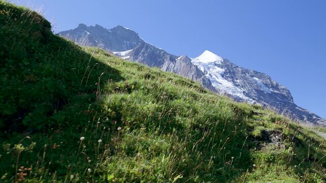 Green grassy hill revealing the eiger mountain with glaciers under a clear blue summer sky. Switzerland