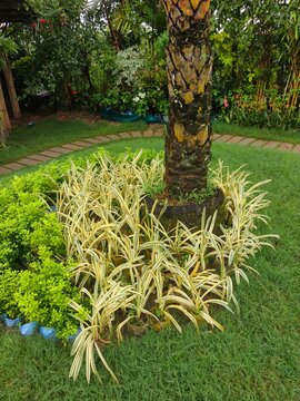 Variegated yellow and green grassy plants surround palm tree base in lush park landscaping creating natural vibrant pathway borders for outdoor garden design.