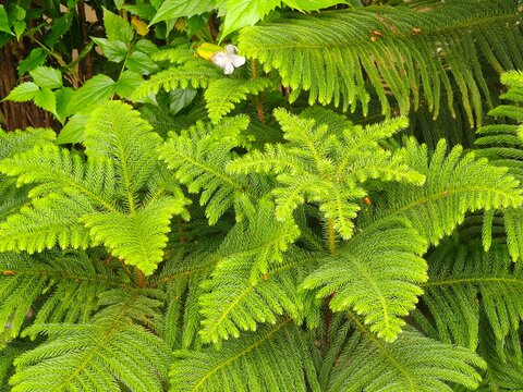 Macro photography of young Norfolk island pine tree branch featuring light green soft needles for refreshing natural forest themed wallpaper or leaf backdrop.