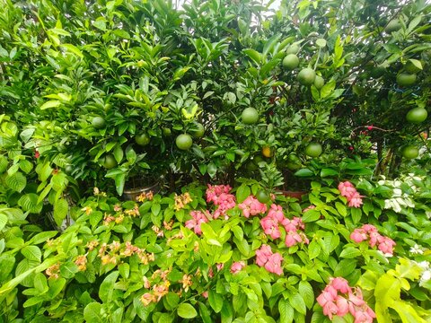 Fresh green citrus fruits grow on leafy lime tree branches above pink mussaenda flowers in sunny tropical orchard providing healthy food harvest background.