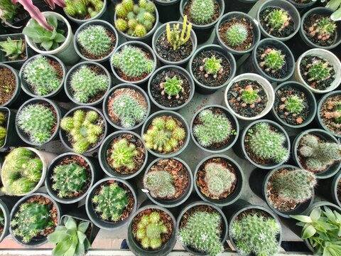 Top view of various small cactus species in black plastic pots arranged closely together in nursery setting for desert plant collection and home decoration.