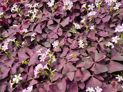 Oxalis triangularis