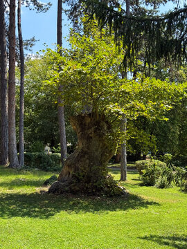Old tree growing in peaceful sunny green park