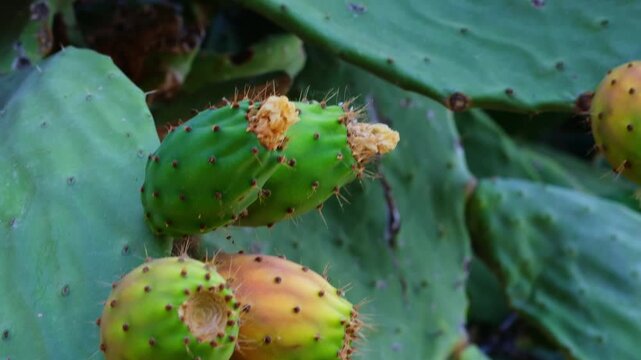 A commercial close-up shot of ripe edible prickly pear cactus fruits (Opuntia) growing naturally on a cactus pad outdoors.