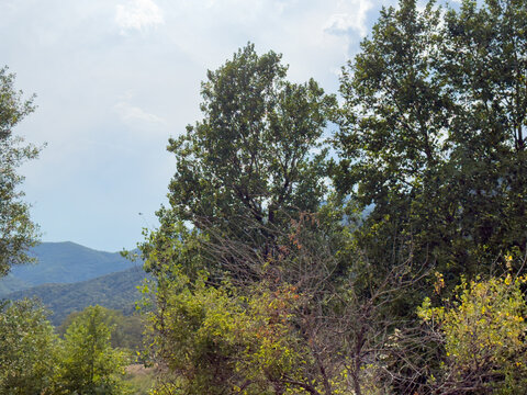 Mountain forest landscape beneath soft cloudy summer sky