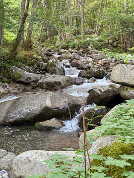 Rocky creek flowing through lush green woodland forest