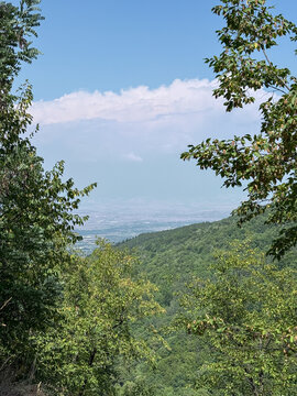 Lush forest valley overlooking distant green mountain landscape
