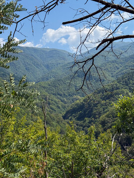 Lush Summer Mountain Forest Valley Under Blue Sky