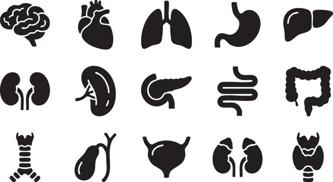 Anatomical organ silhouettes a collection of flat vector icons on a white background